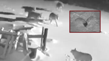 Ardahan’da köye inen kurt sürüsü 2 köpeği telef etti o anlar kamerada