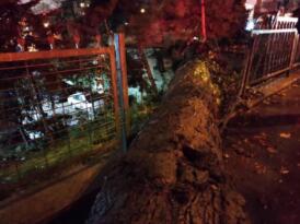 Beşiktaş ta asırlık çınar ağacı devrildi